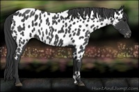 Horse Color:Blue Roan Appaloosa 