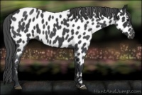 Horse Color:Blue Roan Appaloosa 