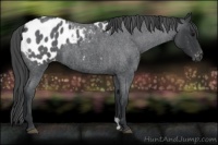Horse Color:Blue Roan Appaloosa 