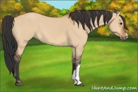 Horse Color:Bay Dun 