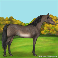 Horse Color:Brown Dun 