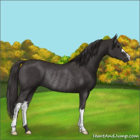 Horse Color:Smoky Black Rabicano 
