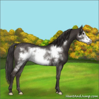 Horse Color:Smoky Black Frame Rabicano 