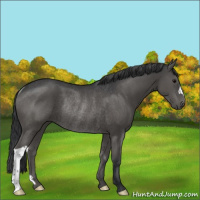 Horse Color:Black Rabicano 
