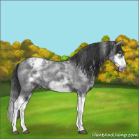 Horse Color:White Spotted Blue Roan Splash Frame Appaloosa