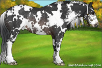 Horse Color:White Spotted Brown Sabino Rabicano 