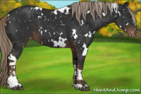Horse Color:White Spotted Liver Chestnut Sabino Appaloosa 