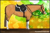 Horse Color:Buckskin Appaloosa 