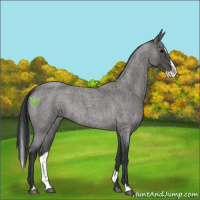 Horse Color:Blue Roan Splash 