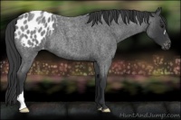 Horse Color:Blue Roan Appaloosa 