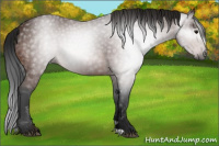 Horse Color:Gray Bay 
