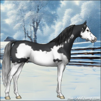 Horse Color:Black Splash Frame 