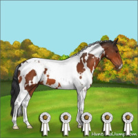 Horse Color:White Spotted Bay Tobiano