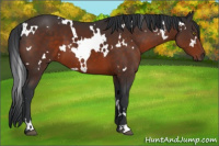 Horse Color:White Spotted Brown 