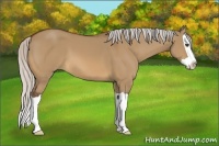 Horse Color:Silver Bay Dun Splash