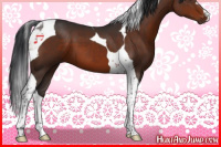 Horse Color:Brown Tobiano 