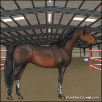 Horse Color:Brown Tobiano