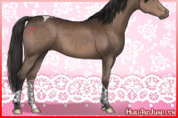 Horse Color:Liver Chestnut Tobiano 