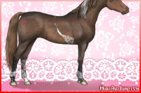 Horse Color:Liver Chestnut Tobiano