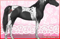 Horse Color:Black Tobiano 