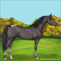Horse Color:Black Tobiano 