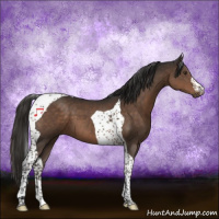 Horse Color:Liver Chestnut Tobiano 