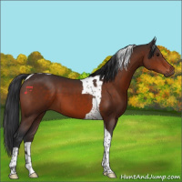 Horse Color:Brown Tobiano 