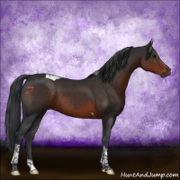 Horse Color:Brown Tobiano