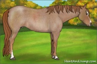 Horse Color:Red Roan Sabino Rabicano 