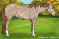 Horse Color:Chestnut Ice 