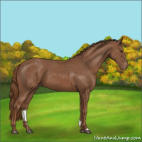 Horse Color:Chestnut Appaloosa 
