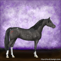 Horse Color:Black Appaloosa 