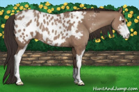 Horse Color:Classic Champagne Sabino Blanket