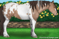 Horse Color:Sable Champagne Tobiano Appaloosa