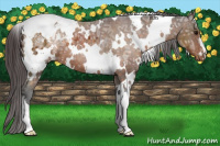 Horse Color:White Spotted Buckskin Ice Appaloosa