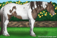Horse Color:Sable Champagne Ice Tobiano Blanket 
