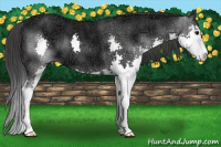 Horse Color:Black Ice Sabino Splash 