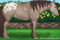 Horse Color:Classic Champagne Appaloosa 