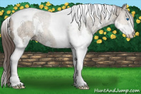 Horse Color:Sable Cream Champagne Ice Splash Tobiano