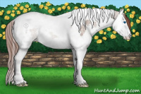 Horse Color:Classic Champagne Ice Roan Splash Tobiano Appaloosa Rabicano