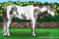 Horse Color:Classic Champagne Ice Splash Tobiano 