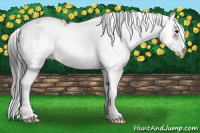 Horse Color:Brown Ice Sabino Appaloosa