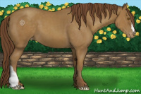 Horse Color:Classic Cream Champagne Appaloosa 
