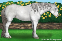 Horse Color:Smoky Blue Roan Sabino Splash Appaloosa 