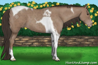 Horse Color:Classic Champagne Tobiano