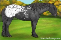Horse Color:Black Appaloosa