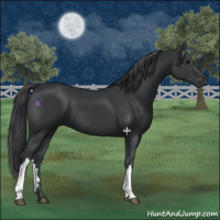 Horse Color:Black 