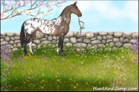 Horse Color:White Spotted Brown Dun Blanket Rabicano 