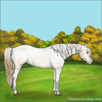 Horse Color:Buckskin Sabino Appaloosa 