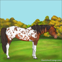 Horse Color:Bay Tobiano Appaloosa 